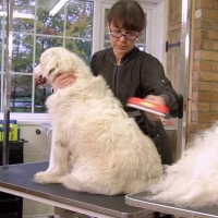 Uzun Tüylü Köpekler İçin Kolay Tarama Fırçası Temizlenebilir Çelik Tarak Tüy Toplayıcı Medium