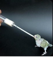 Profesyonel Kuş Elle Besleme Şırıngası Kuşu Beslemek için Enjektör No:1